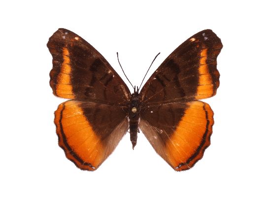 Eurytela narinda male UPS